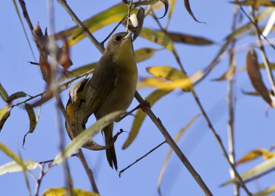 Common Yellowthroat (female)