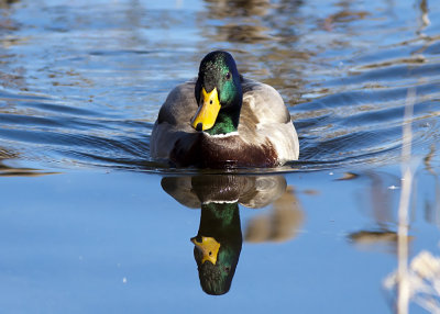 Mallard Duck