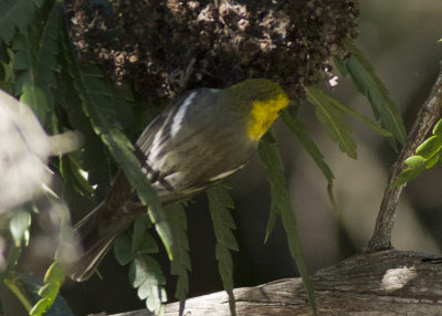Hermit Warbler