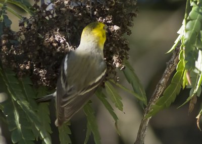 Hermit Warbler