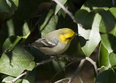 Hermit Warbler