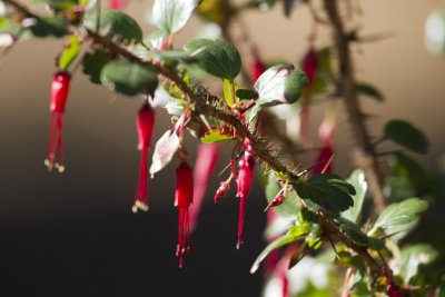 Fushia-flowered Gooseberry ( Ribes speciosum)