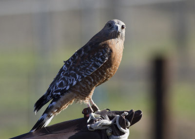 Red-shouldered Hawk
