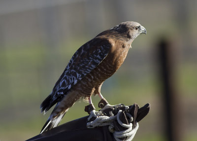 Red-shouldered Hawk