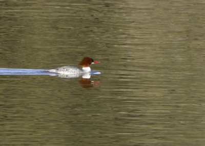 Common Merganser