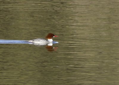 Common Merganser