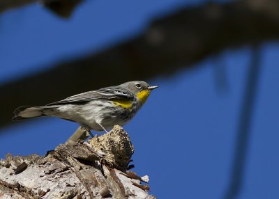 Audubon's Yellow-rumped Warbler