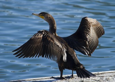 Double-creasted Cormorant