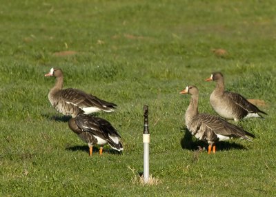 Greater White-fronted Goose