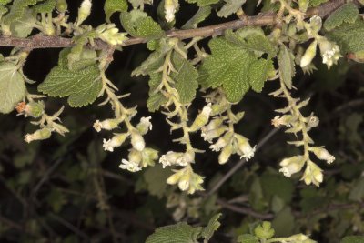 White-flowered Currant (Ribes indecorum)