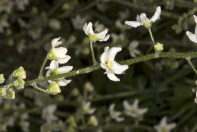 Wild Cucumber (Marah macrocarpus)