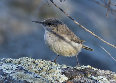 House Wren