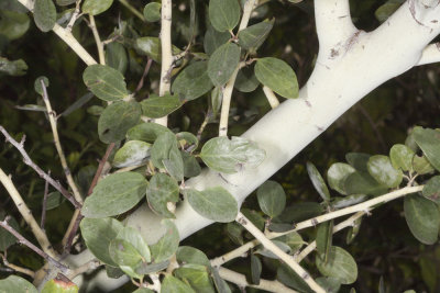 Chaparral Whitethorn (Ceanothus leucodermis)