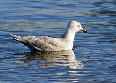 Glaucous-winged Gull