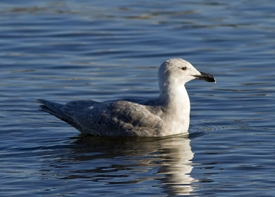 Glaucous-winged Gull