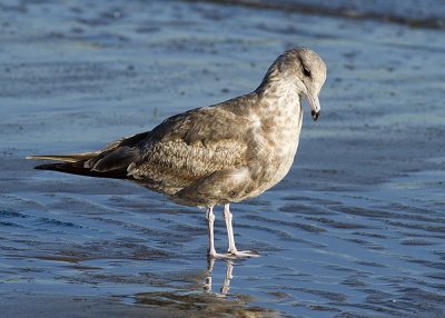 Herring Gull