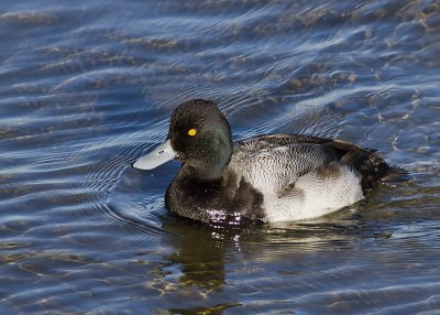 Greater Scaup