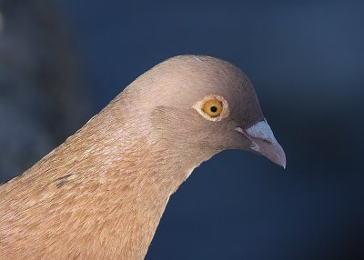 Rock Dove (common pigeon)