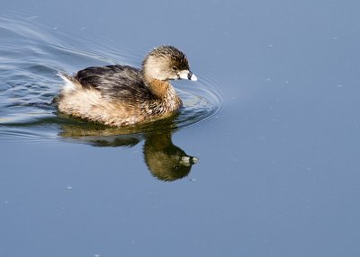 Pied-billed Grebe