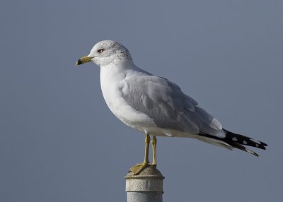 Ring-billed Gull