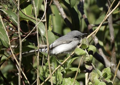 Blue-gray Gnatcatcher