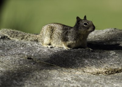 California Ground Squirrel 