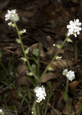 Cryptantha or Forget-Me-Nots (Cryptantha angustifolia )