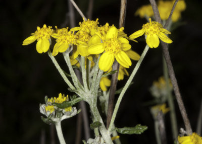 Golden Yarrow (Eriophyllum confetiflorum)
