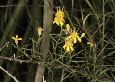 Western Goldenrod (Euthamia occidentalis)