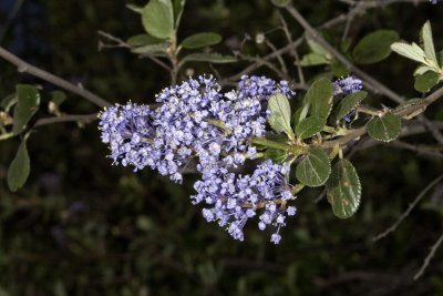 Ramona Lilac (Ceanothus tomentosus)