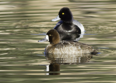 Greater Scaup