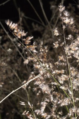 Natal Grass (Rhynchelytrum repens)