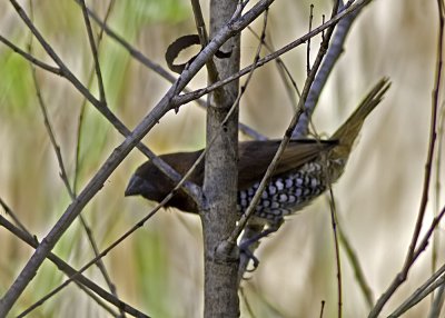 Scaly-breasted Munia