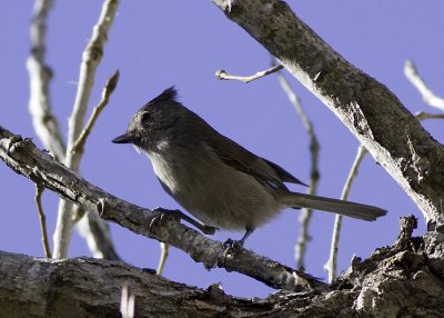 Oak Titmouse