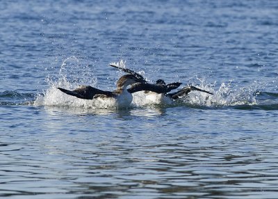 Common Loons