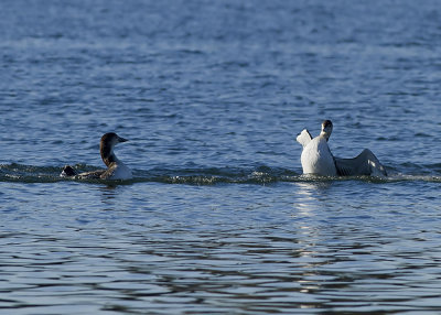 Common Loons