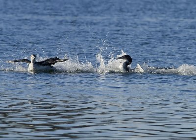 Common Loons