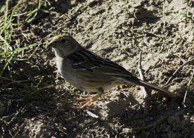 Golden-crowned Sparrow