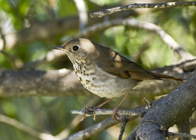 Hermit Thrush