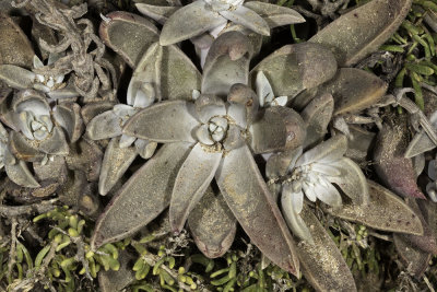 Chalk Deduleya (Dudleya pulverulenta)