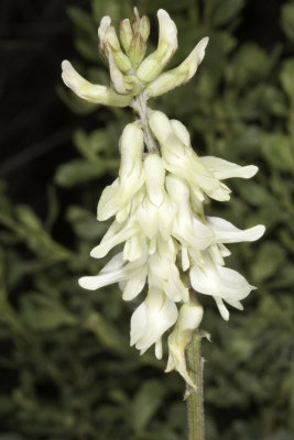 Locoweed (Astragalus douglasii parishii)