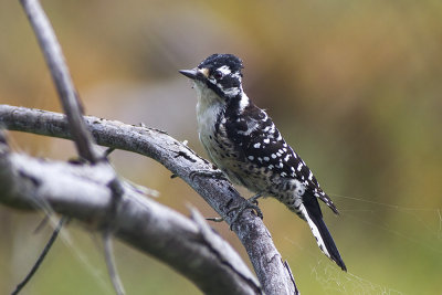Nuttall's Woodpecker