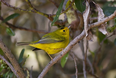 Wilson's Warbler