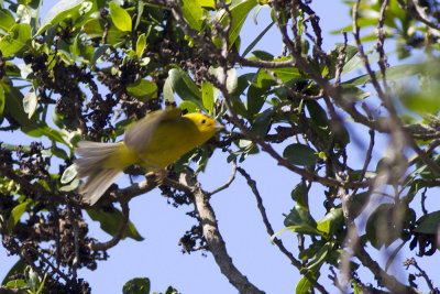 Wilson's Warbler