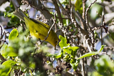 Wilson's Warbler