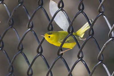 Wilson's Warbler