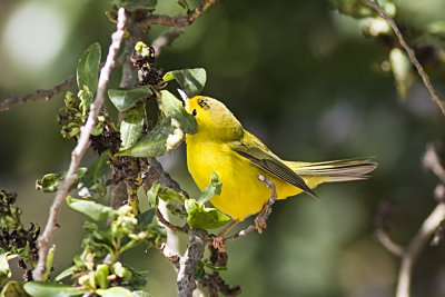 Wilson's Warbler