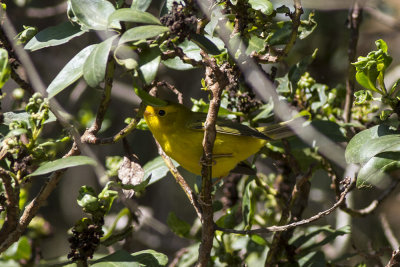 Wilson's Warbler