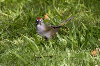Green-tailed Towhee