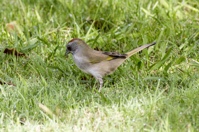 Green-tailed Towhee